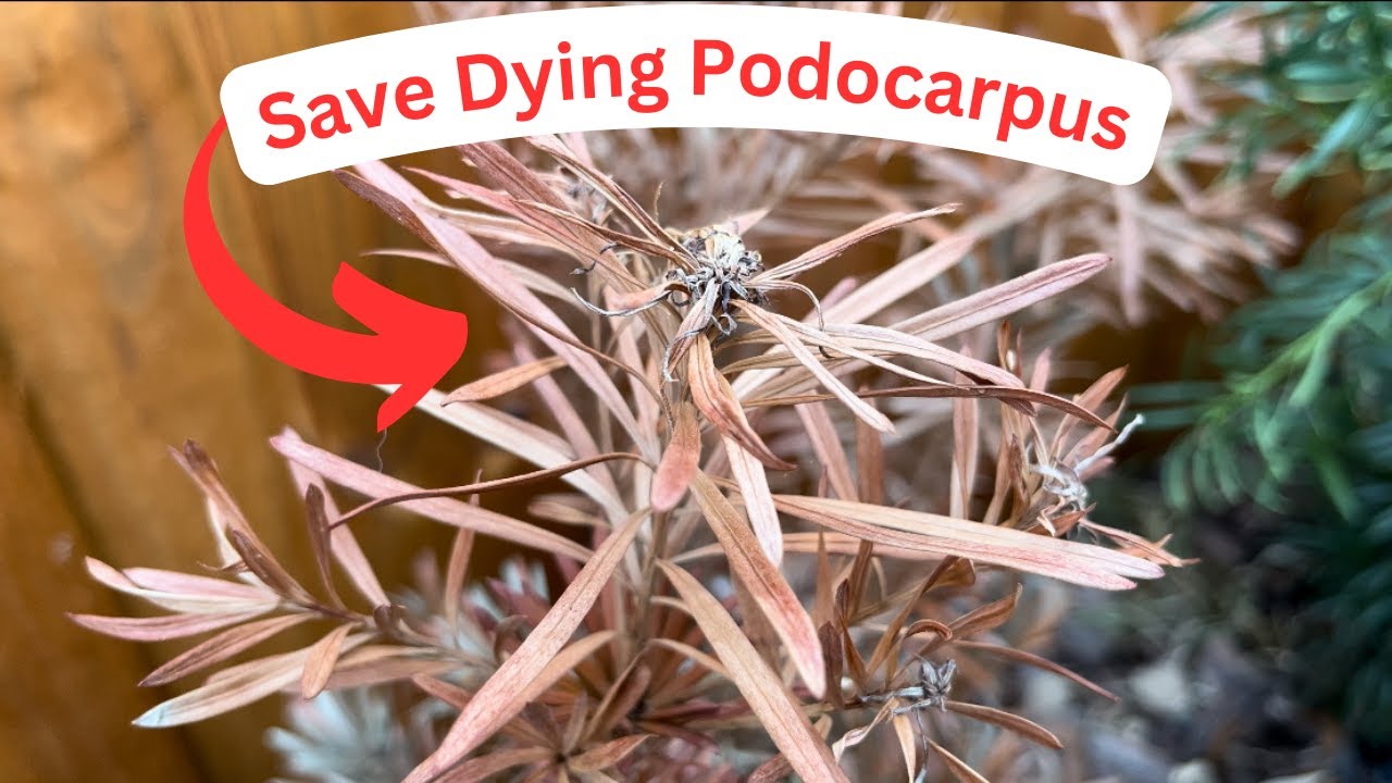 Save Podocarpus from Dying | How to Keep Browning Podocarpus Alive |