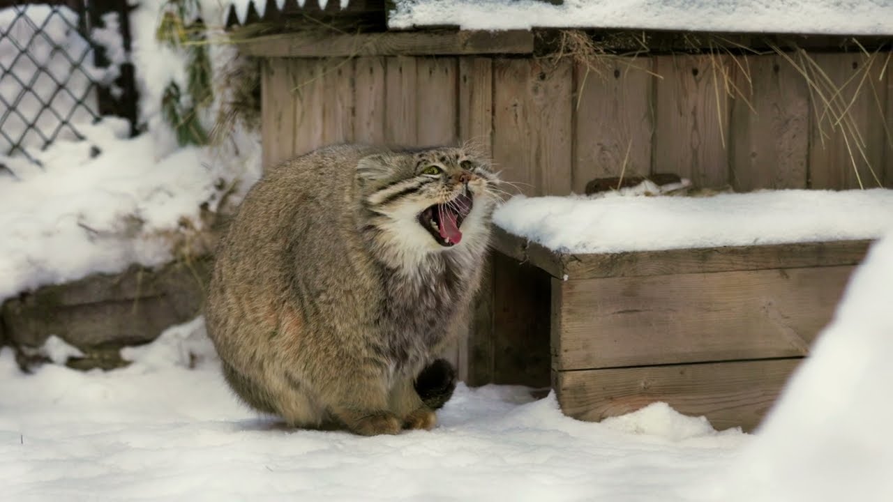 If a Pallas's cat puts his paws on his tail it's freezing outside @manulization