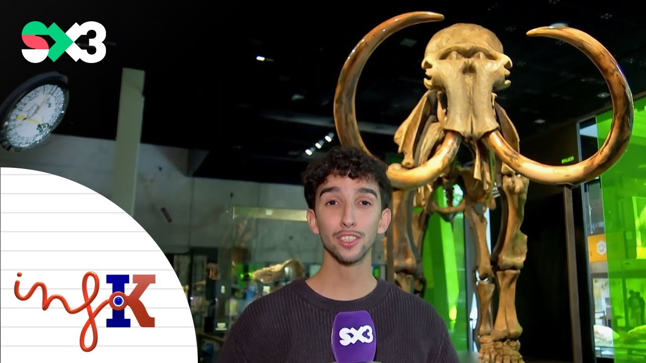 Un mamut de fa 50.000 anys arriba al Cosmocaixa | InfoK