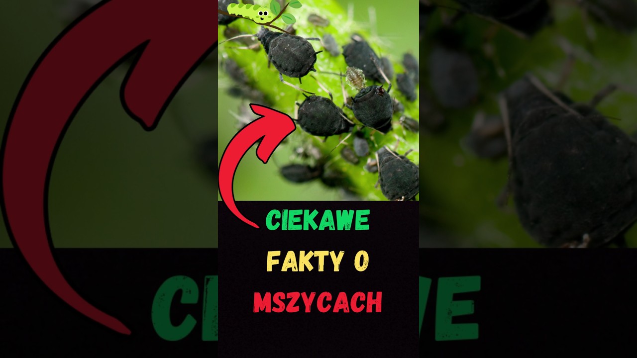 🌿 4 Fascynujące Fakty o Mszycach, Kt&oacute;re Cię Zaskoczą! 🐜🌱