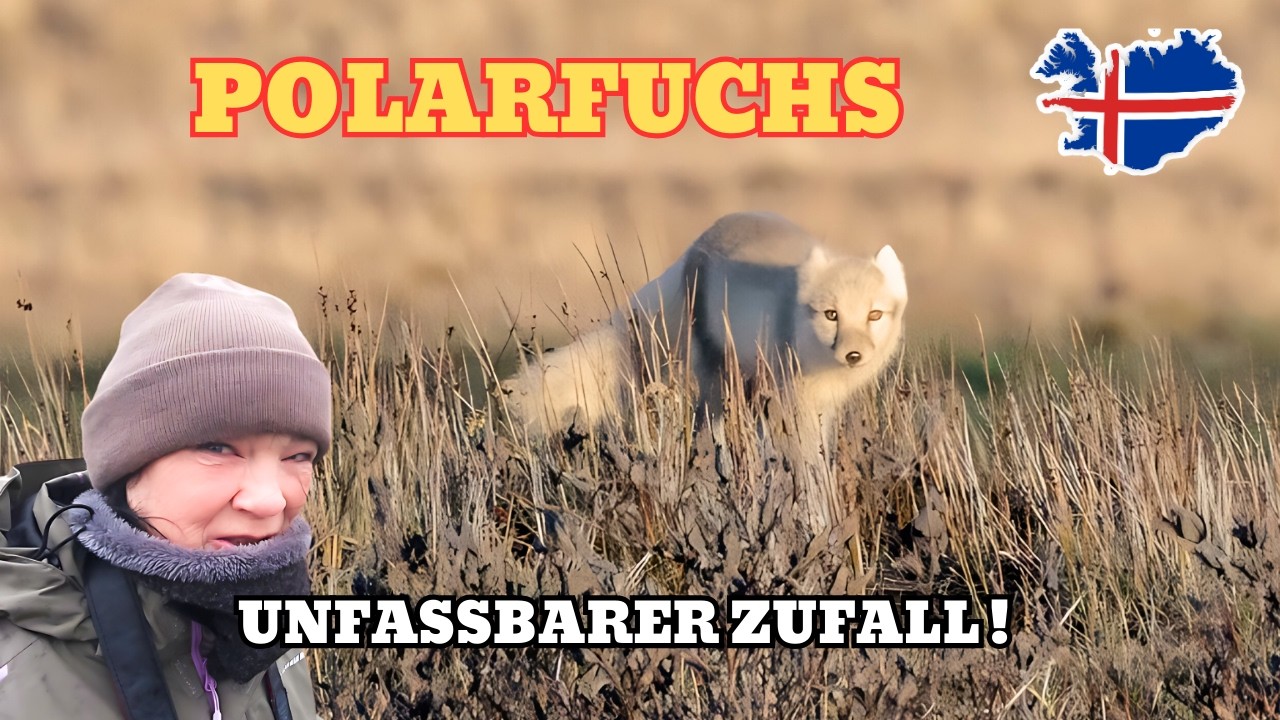 Vom Polarfuchs Zufall zum gewaltigen Dettifoss– Island 🇮🇸 Camper Roadtrip