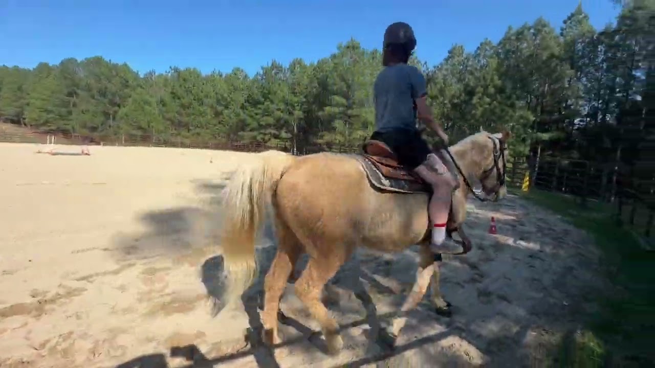 Onyx and Willow on the Trail and in the arena #horse #trail #training #riding #