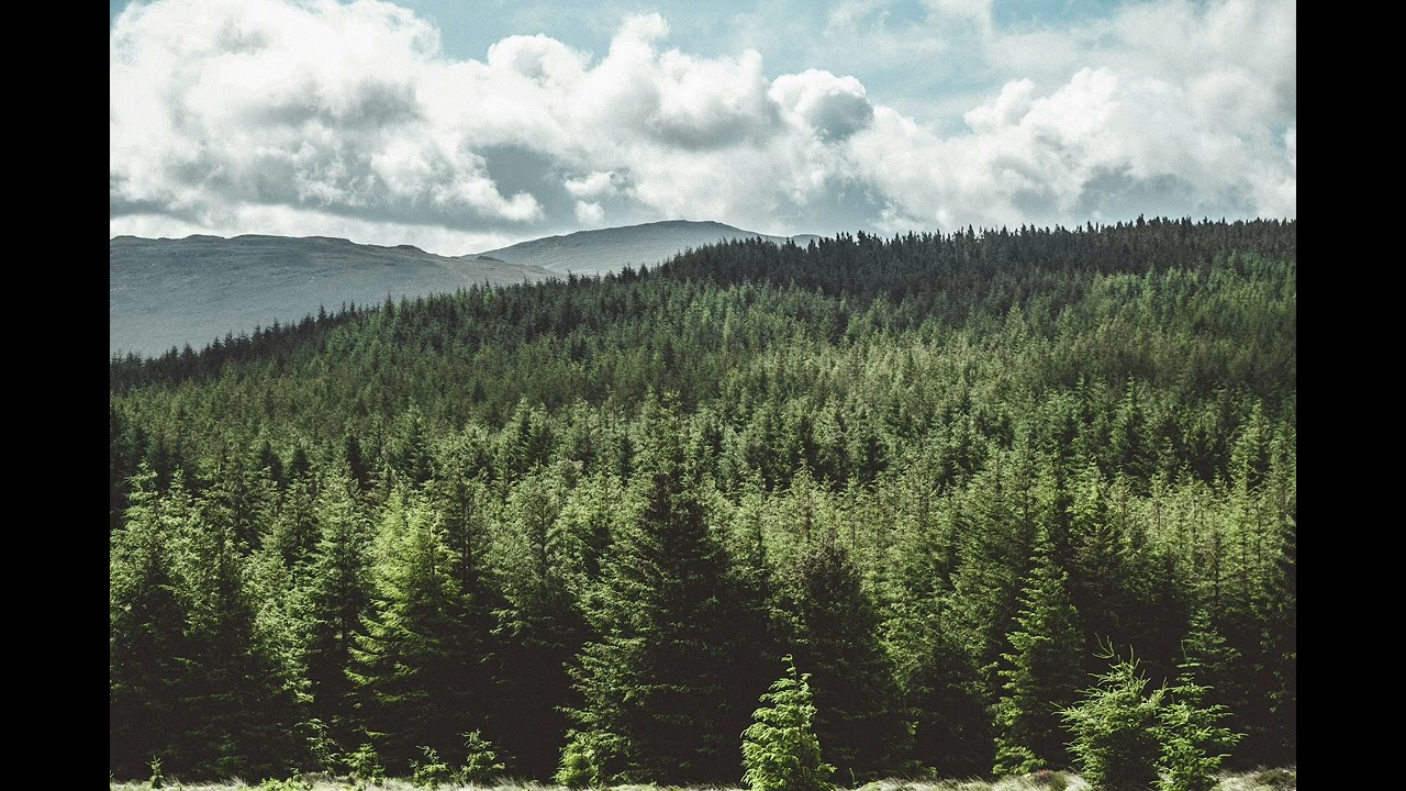 In the Wild (Orchestra) - Eric Rieger