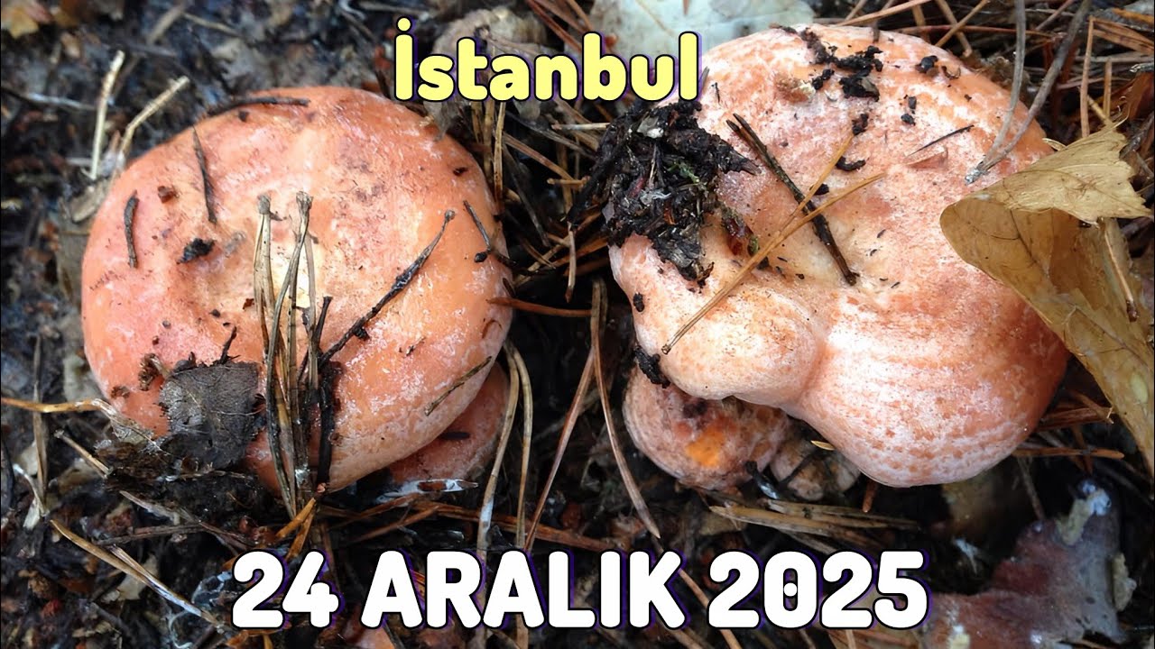 Kanlıca Mantarı Toplamaya Devam Ediyoruz. Bereketli Çam Mantarının Bu Sene Maşallahı Var.🍄#rastgele 