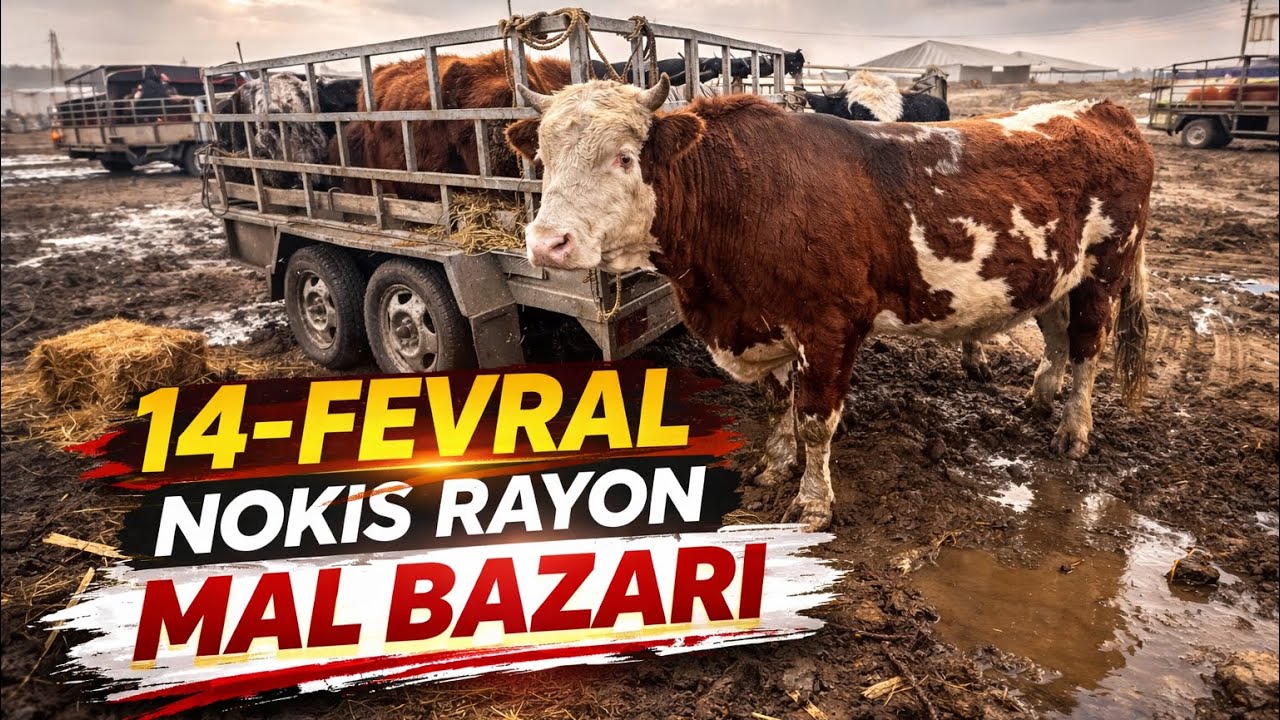 14-ФЕВРАЛЯ НОКИС РАЙОН МАЛ БАЗАР БАХАЛАРЫ СКОТНЫЙ РЫНОК EXPENSIVE BULLS COWS 