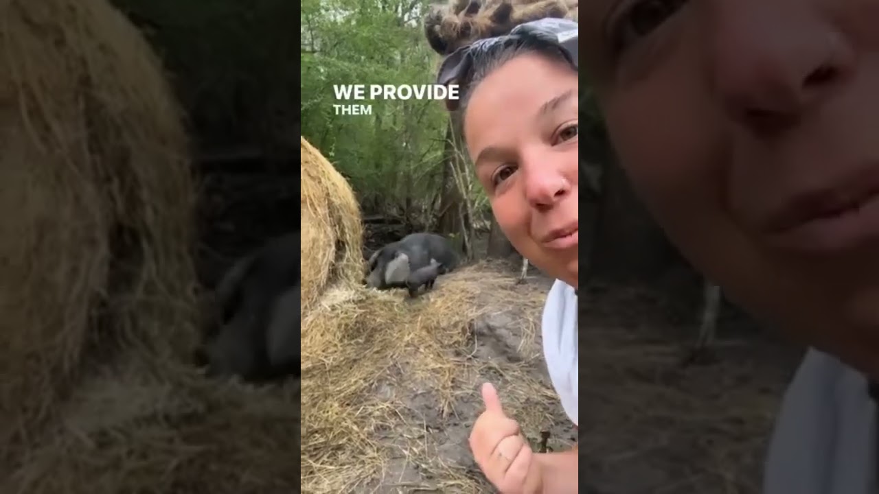 pasture pigs farrowing  #africa #agrifuture #pigs