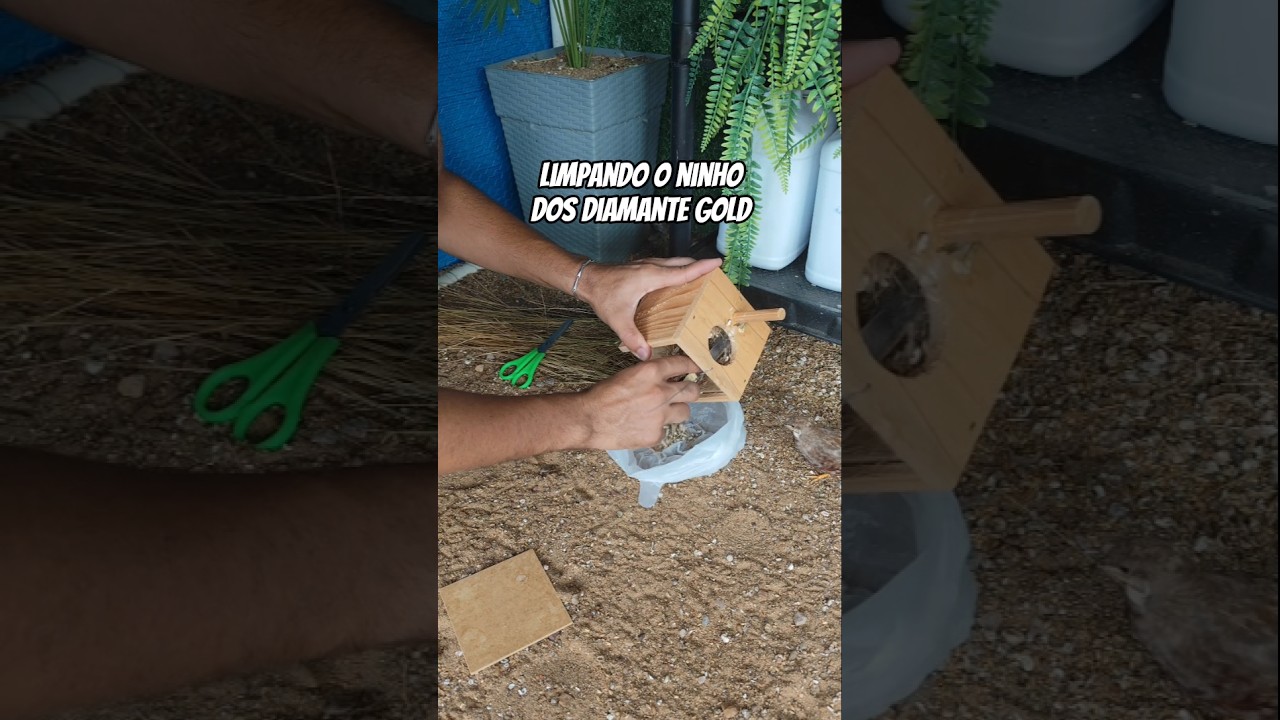 Limpeza no ninho dos diamante gold🪹🧹