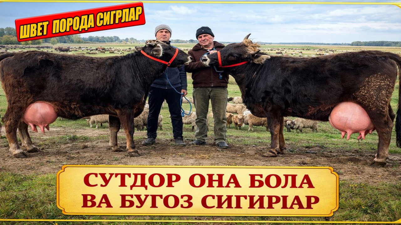 СУТДОР ОНА БОЛА ВА БУГОЗ СИГИРЛАР РУЗИБОЙ ОГА 09-03-2026