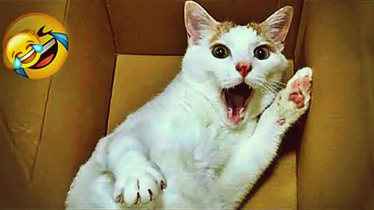 𝐘𝐨𝐮 𝐋𝐚𝐮𝐠𝐡 𝐘𝐨𝐮 𝐋𝐨𝐬𝐞 🐱🐤😸 𝐅𝐮𝐧𝐧𝐢𝐞𝐬𝐭 𝐃𝐨𝐠𝐬 𝐚𝐧𝐝 𝐂𝐚𝐭𝐬 𝟐𝟎𝟐𝟒 😹