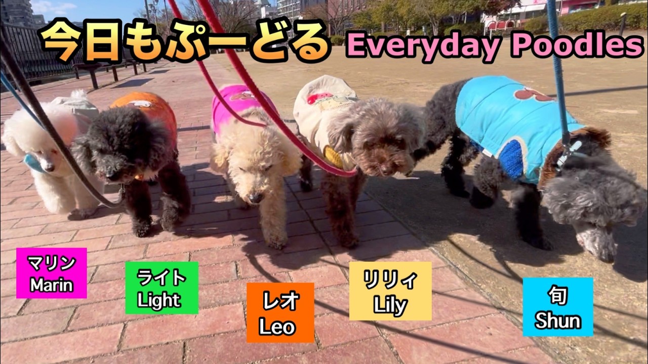 2 月17日３回目の枝垂れ梅詣でのワンパトEverydayPoodles