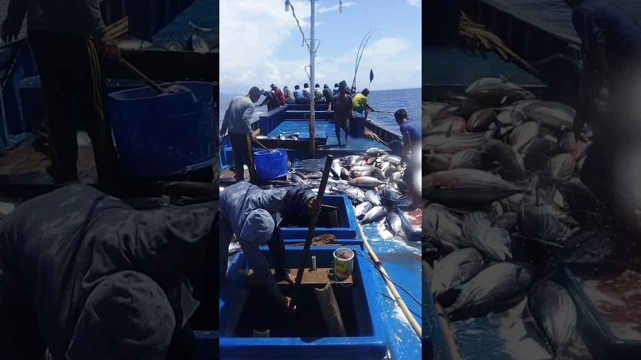 MANCING CAKALANG KM SINGA MARUTA 986 (PART 2)