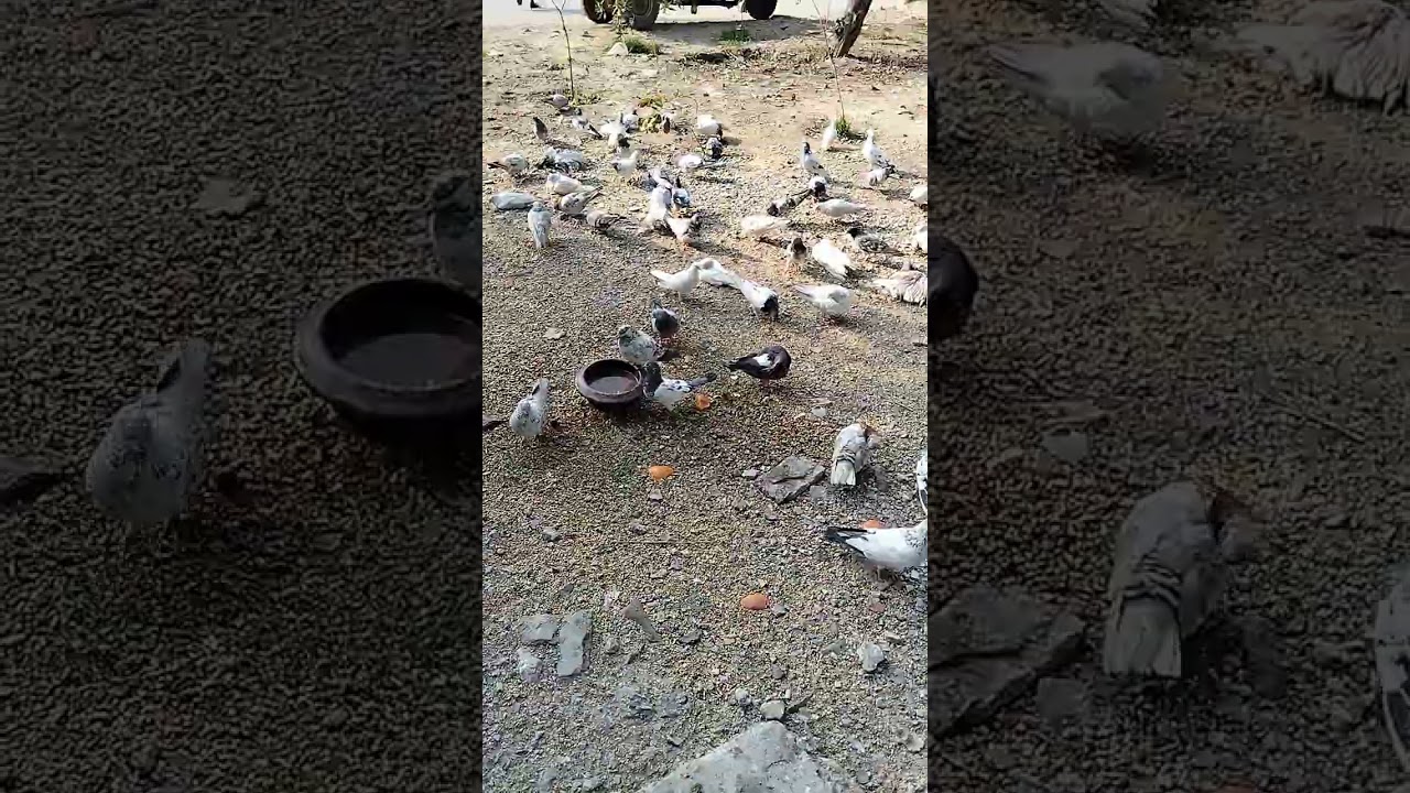 adorable pigeons