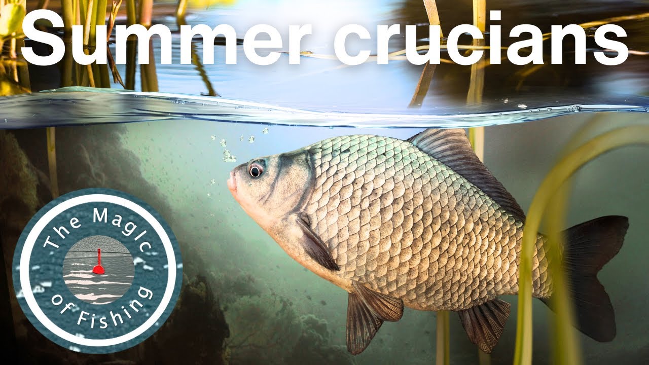 Float fishing for crucians and tench - I didn't expect SO MANY FISH! 🐟