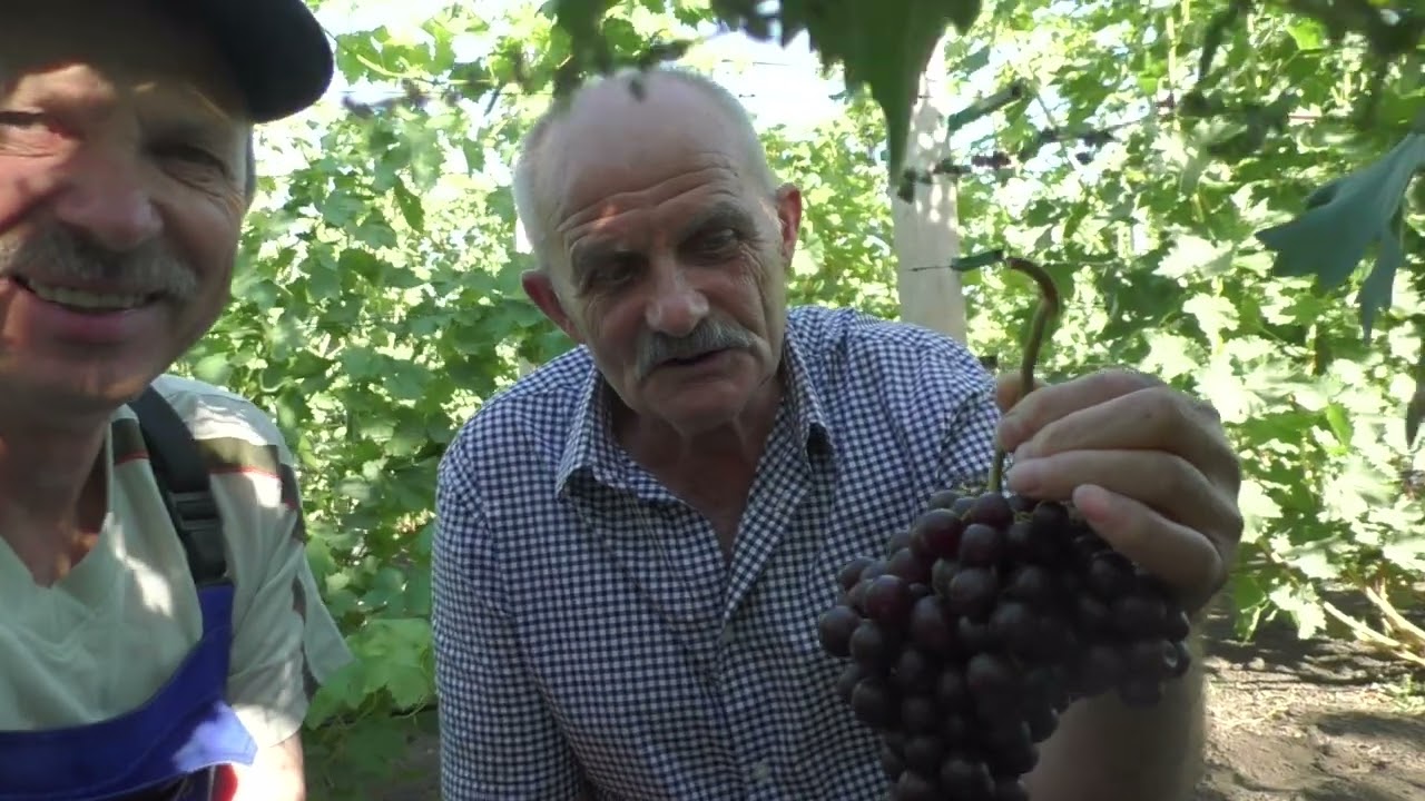 Наставник на моєму винограднику,  к-ш  Червона калина.
