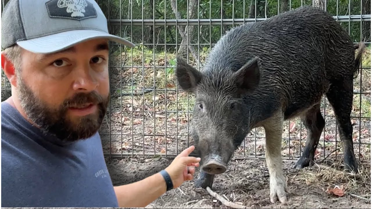 2 Hours of Trapping Big Wild Hogs!