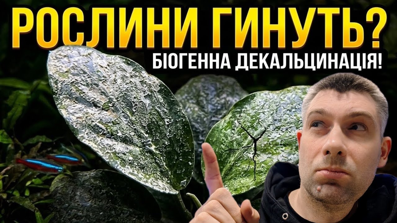 Білий жорсткий наліт на листі акваріумних рослин. Біогенна декальцинація.