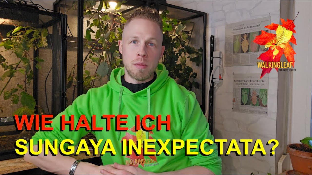Wie halte ich Sungaya inexpectata Phasmatodea Gespenstschrecken | WalkingLeaf