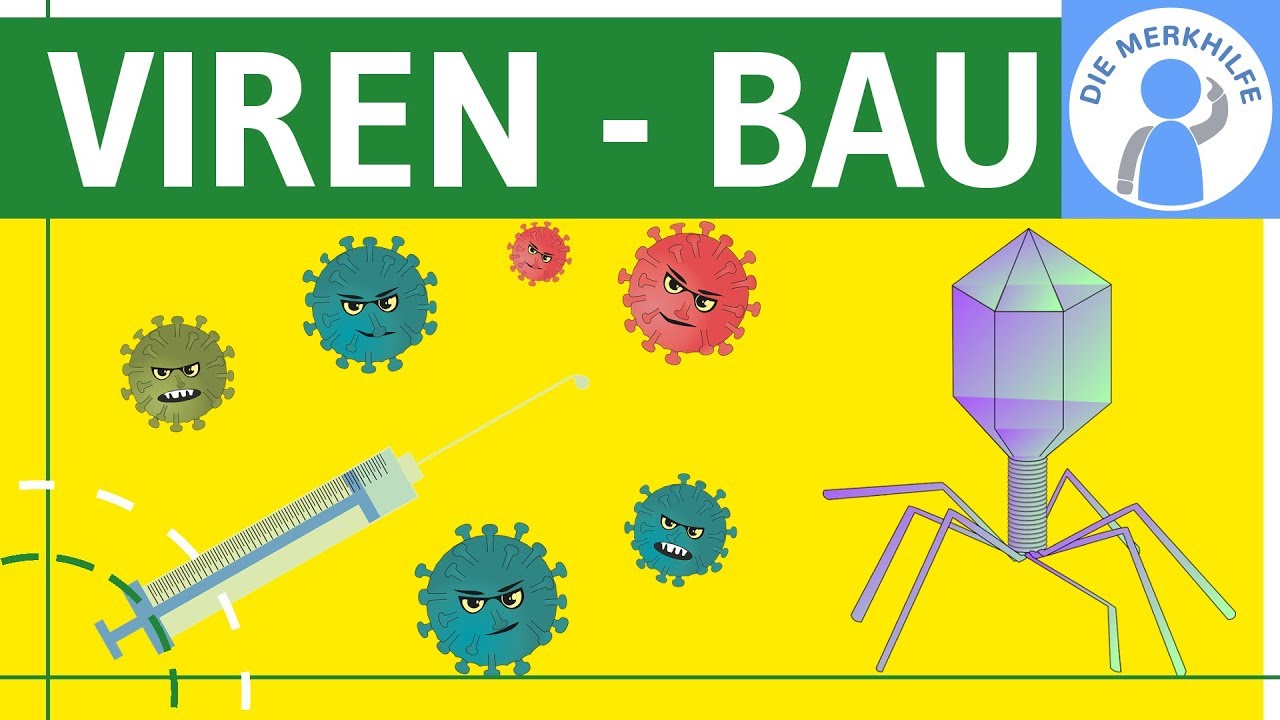 Viren - Bau, Symptome, Aufbau & Merkmale einfach erkl&auml;rt - Genetik - Virengenetik & Bakteriengenetik
