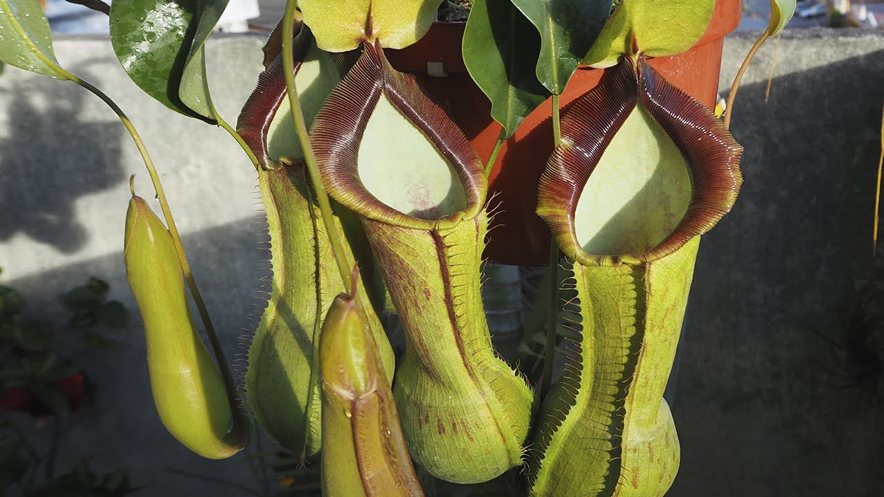 Nepenthes spathulata x alata - Nepenthes erfolgreich pflegen