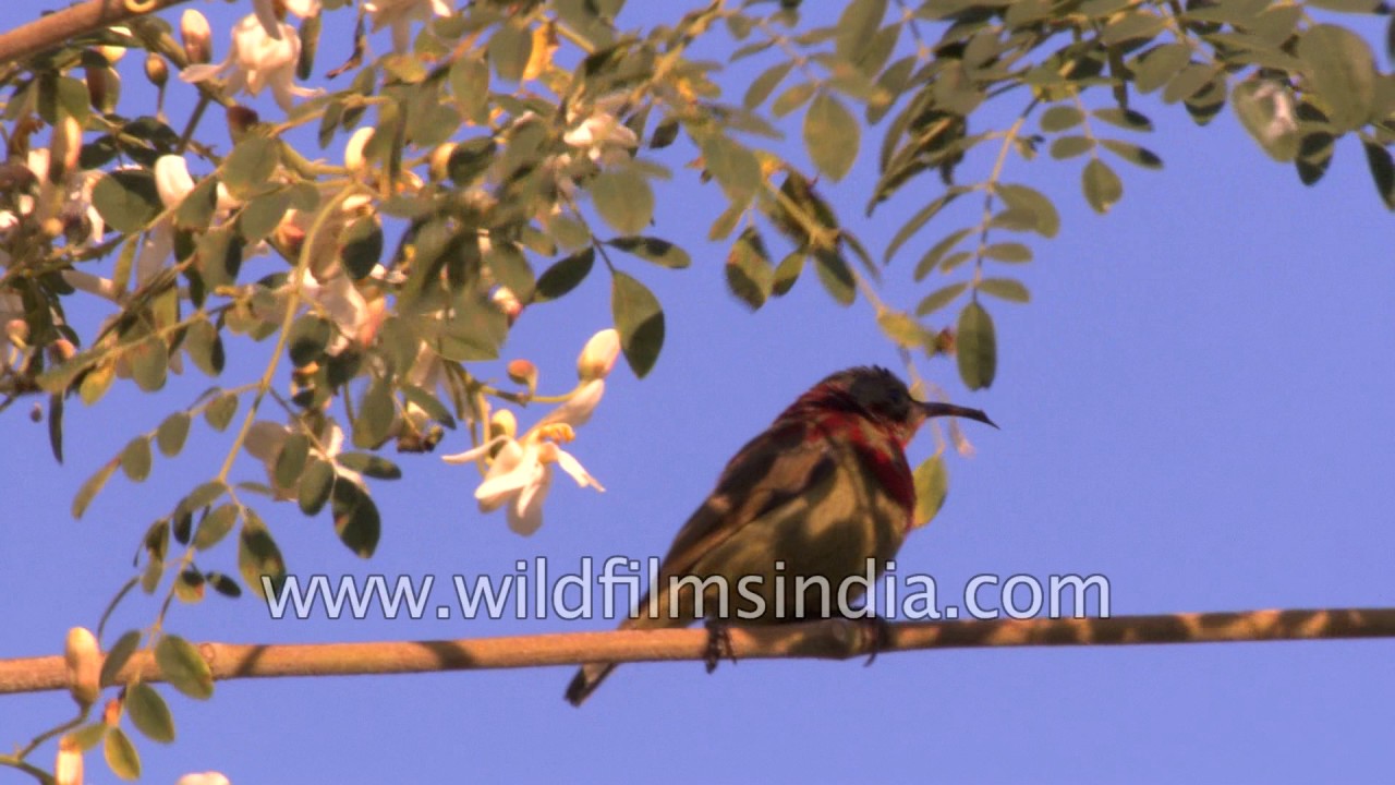 Crimson sunbird in Arunachal Pradesh
