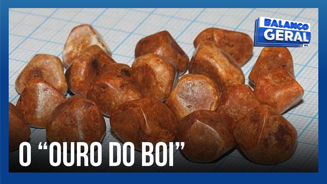 Ouro do boi: pedra de fel vale fortuna e já foi alvo de furto em Araguari