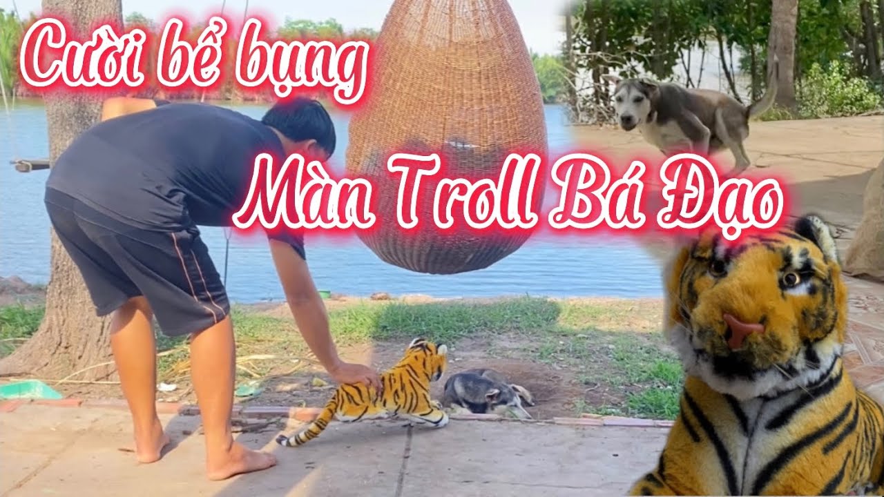 Cười đau bụng với màn Troll chó bằng cọp giả.