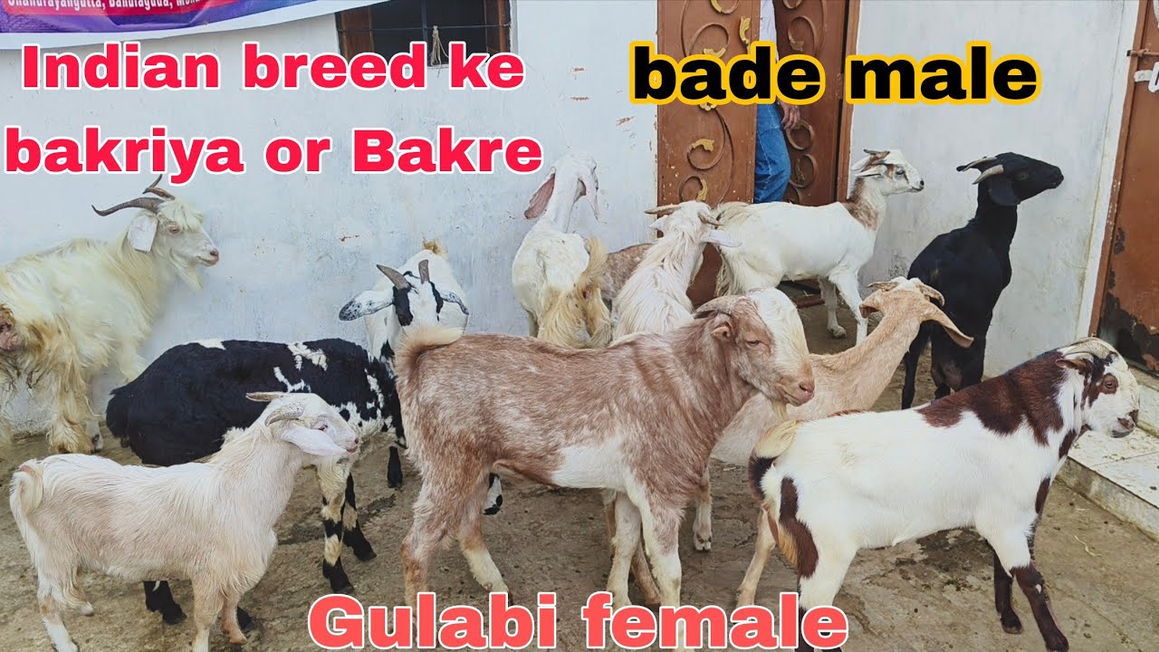 Indian breed ke bakriya our Bakre A1 quality hai Gulabi pathira female available in Hyderabad 