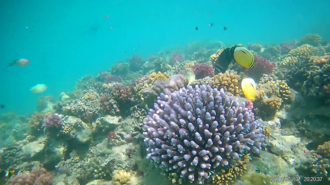 Zatoka Jabal Al Rosas. Marsa Alam