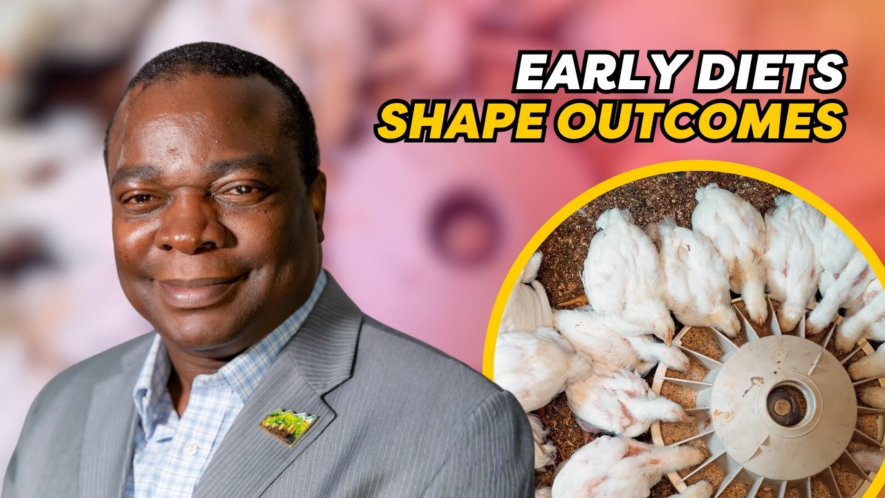 Poultry Feed Starch Strategies - Dr. Oluyinka Olukosi