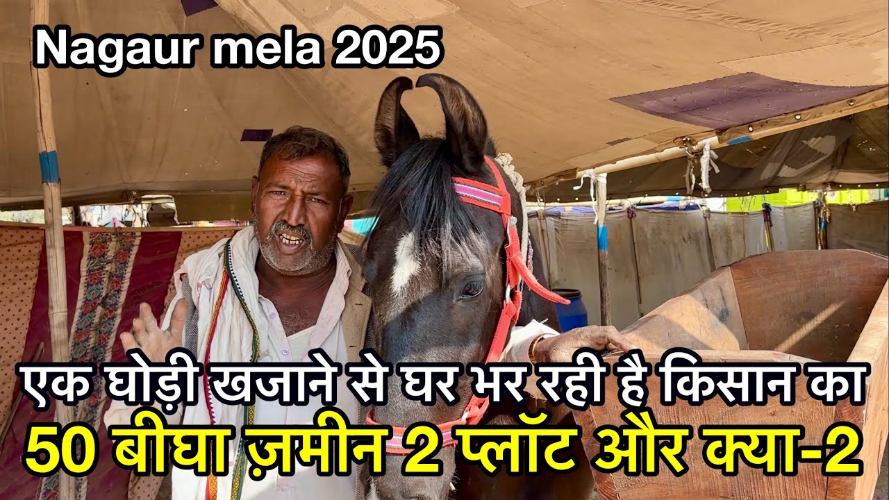 एक घोड़ी दौलत की ख़ान बनकर आ गयी नागौरी किसान के घर | Nagaur pashu mela 2025