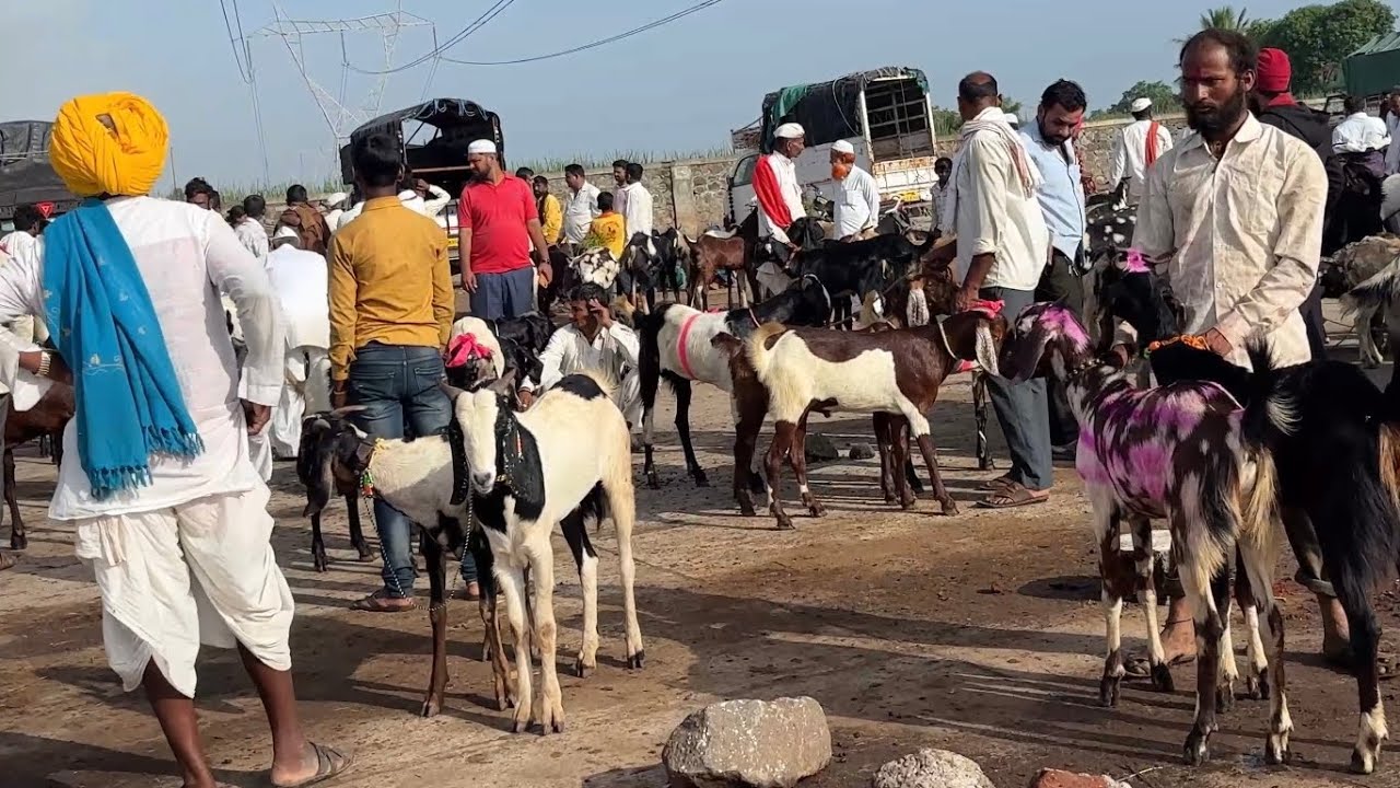 बकरी ईद बाजार-महाराष्ट्रातील सर्वात मोठा शेळ्या मेंढ्याचा चाकण  बकरी बाजार अपडेट|05/06/2025(गुरुवार)