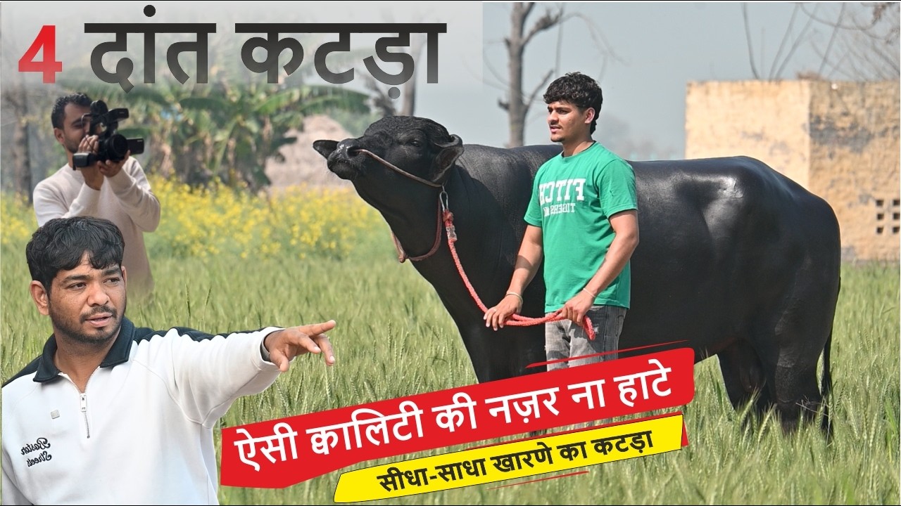 खारणे का 4 दांत सीधा-साधा कटड़ा - ऐसी क्वालिटी की नज़र ना हाटे || PARTEEK TURAN, KARNAL