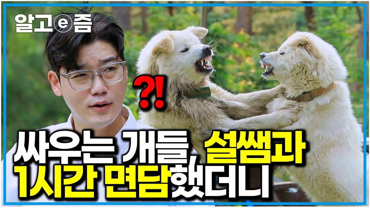 매일 싸우던 개들, 설쌤 만나고 1시간 뒤… 아무도 예상하지 못한 반전｜세상에 나쁜 개는 없다｜알고e즘