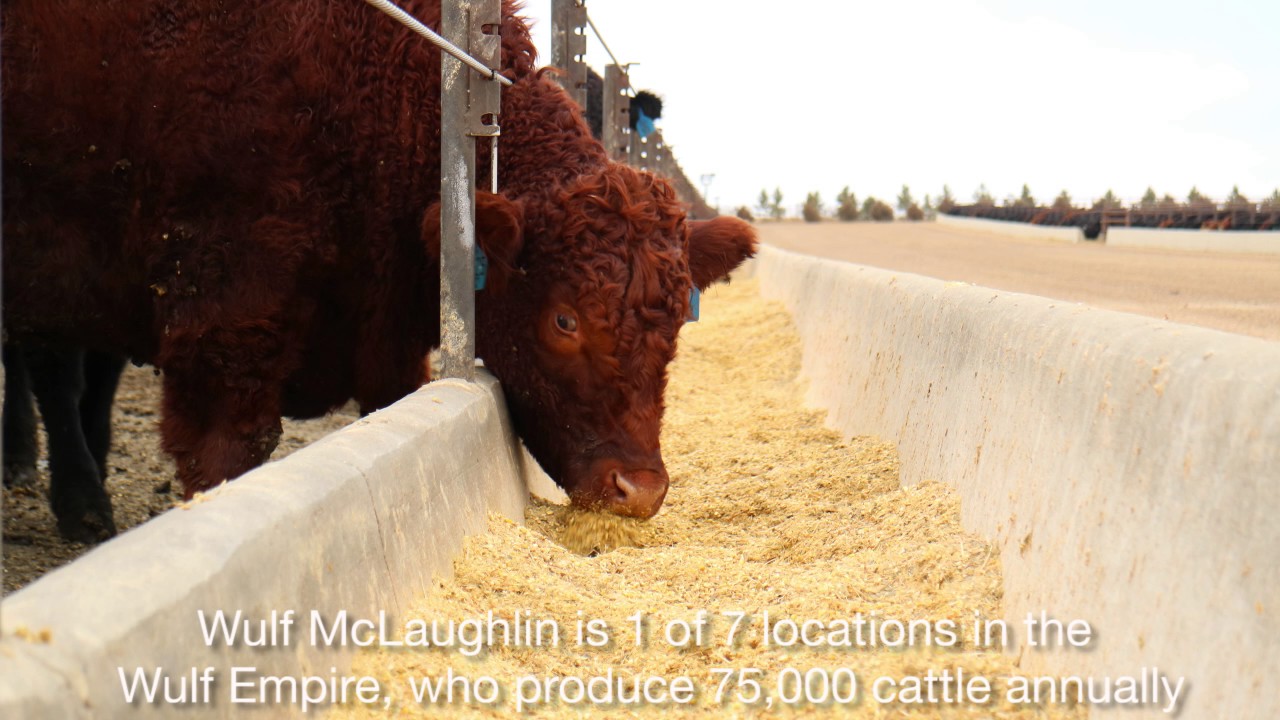 Exploring American beef feedlots