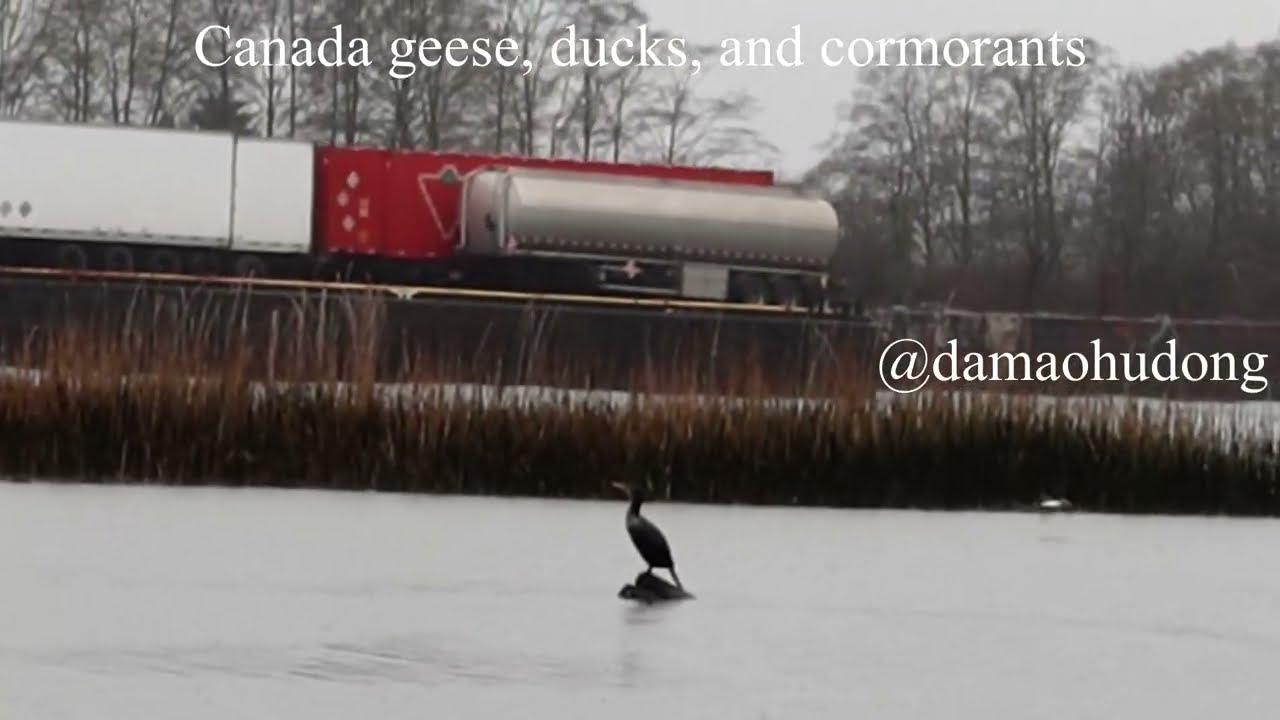 Canada geese, ducks, and cormorants