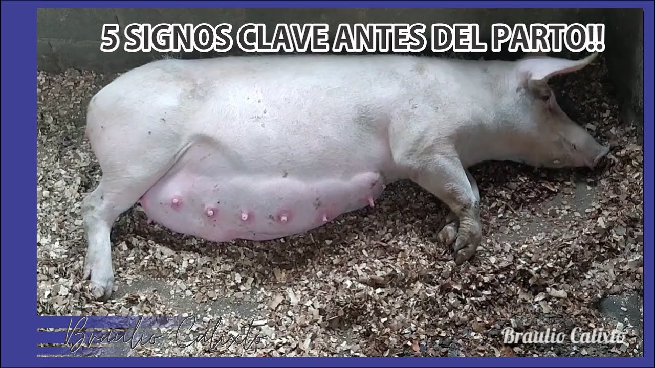 5 SIGNOS claves para saber si mi CERDA esta apunto de PARIR!!!!🐷🐷