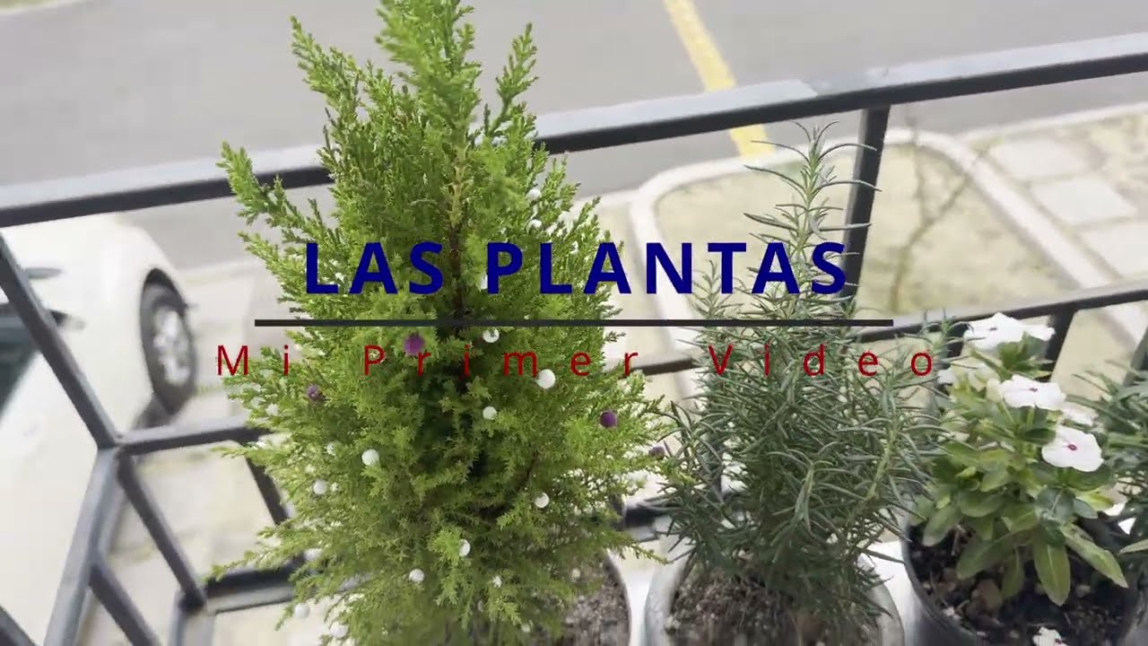 Mis PLantas...  