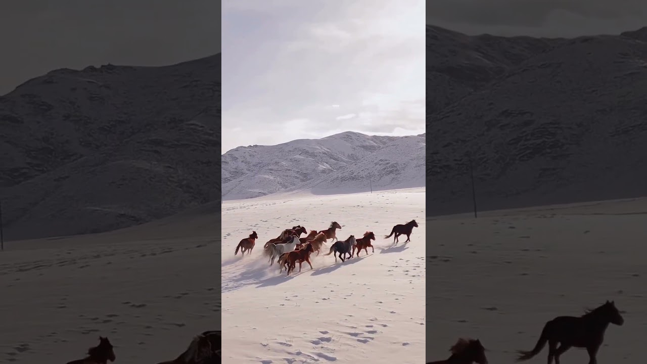 Wild Horses Running Free in the Snow!