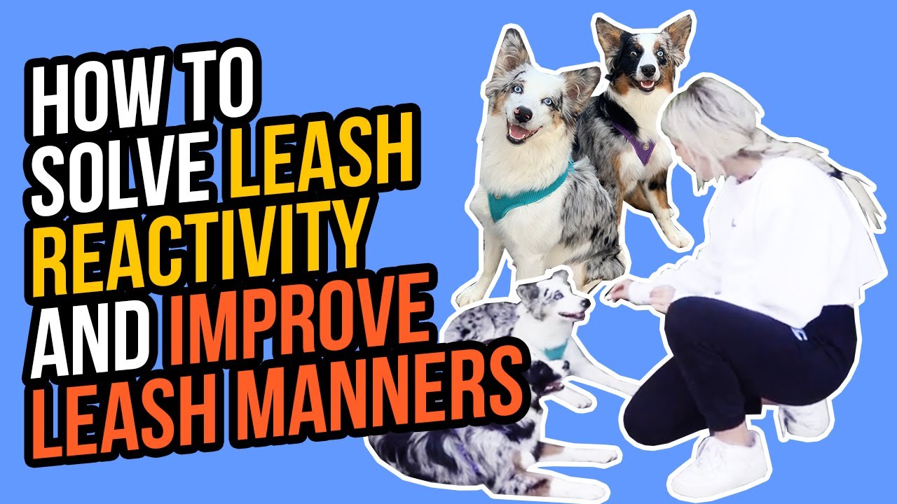 HOW TO SOLVE LEASH REACTIVITY AND IMPROVE LEASH MANNERS