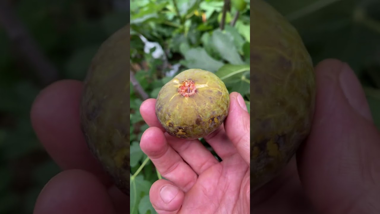Smith fig review