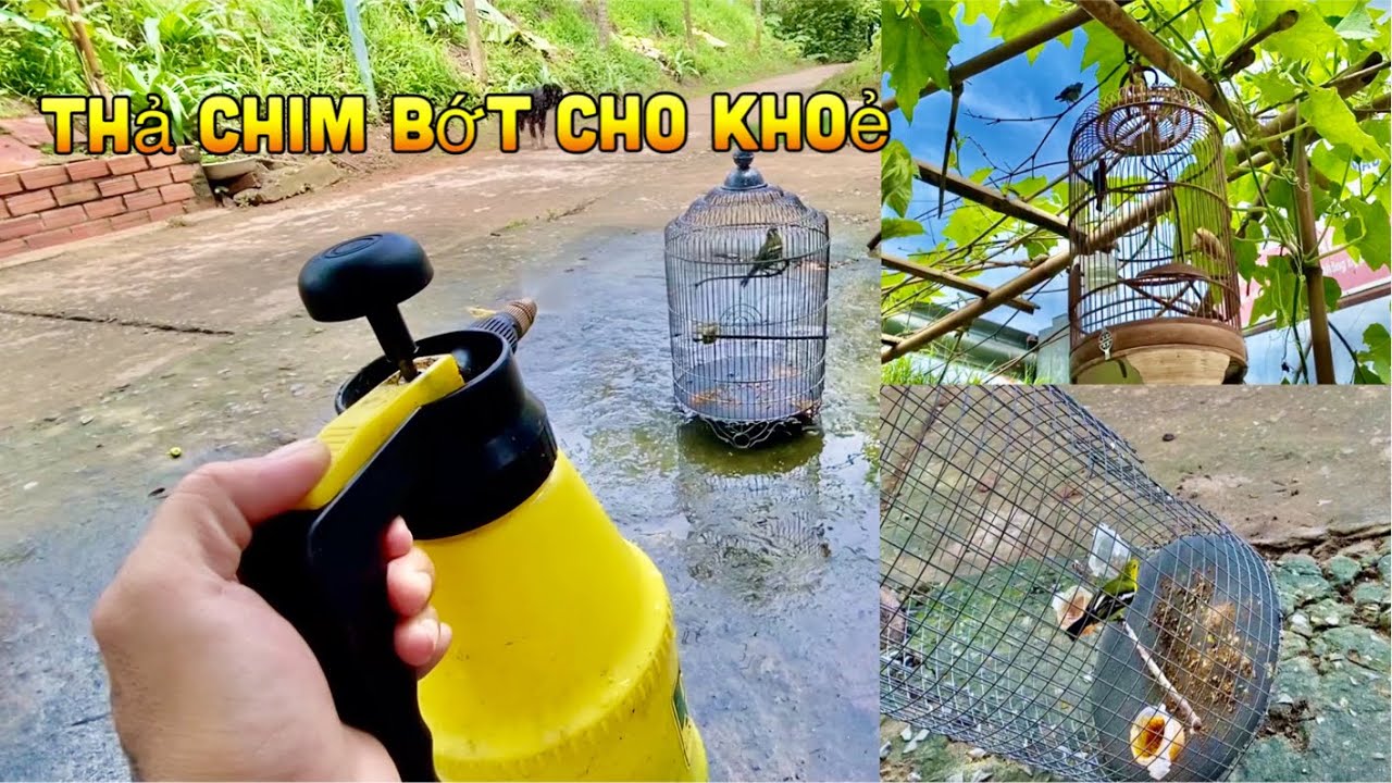 Thả Chim Huýt Cô Và Chim Ốc Mít Về Thiên Nhiên | Chim Huýt Cô Mới Nuôi Nay Đã Hót | Chiểu Trần Vlog