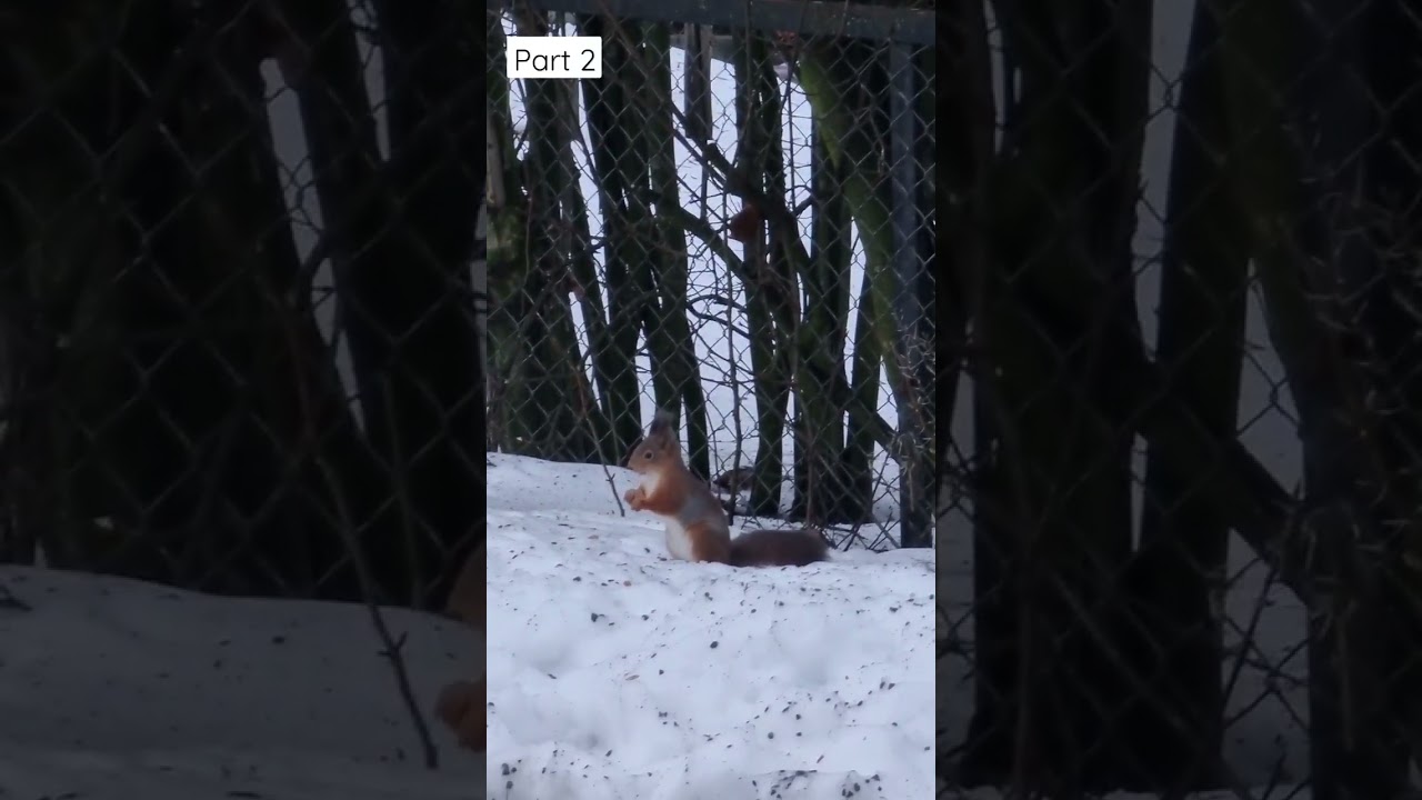 Squirrels eating nuts on snow - Nature - Winter Freezing - Norway - Part 2