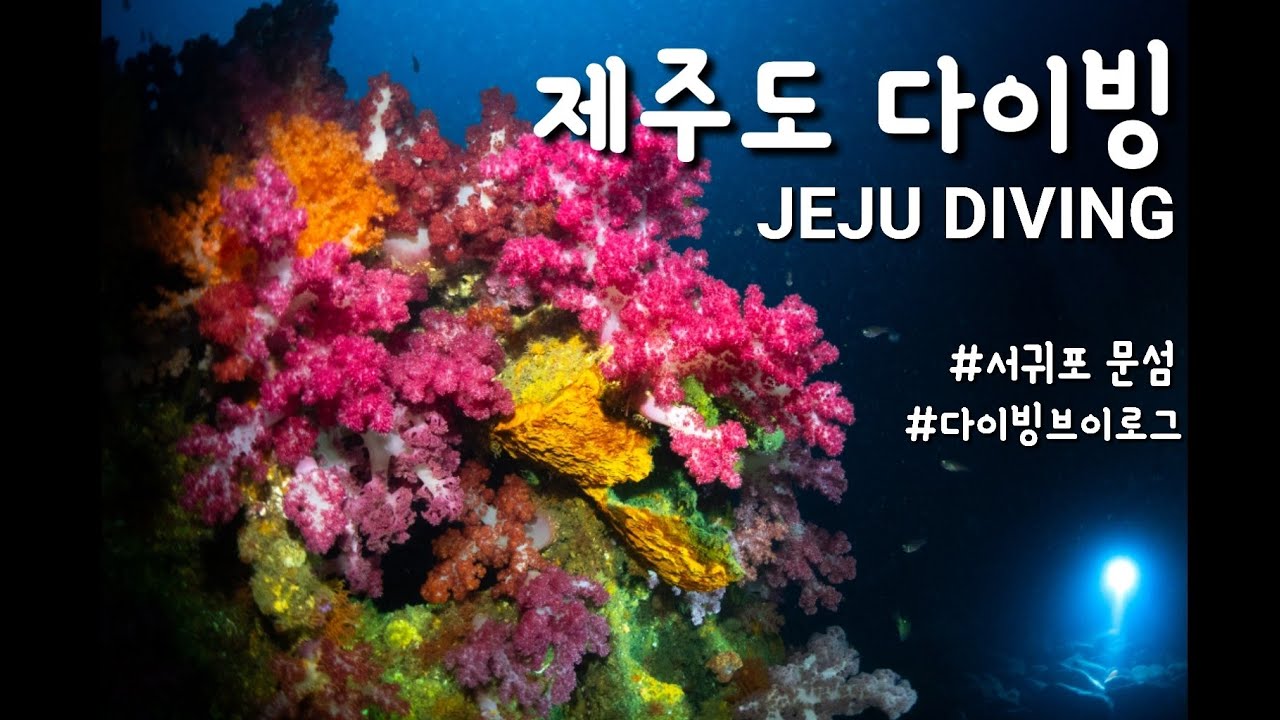 제주 스쿠버다이빙 ㅣ 서귀포 문섬 ㅣ 토우 스쿠버,고투다이브 ㅣ 퀸제누비아호 ㅣ 배타고 제주도가자 ㅣ Diving vlog🚢