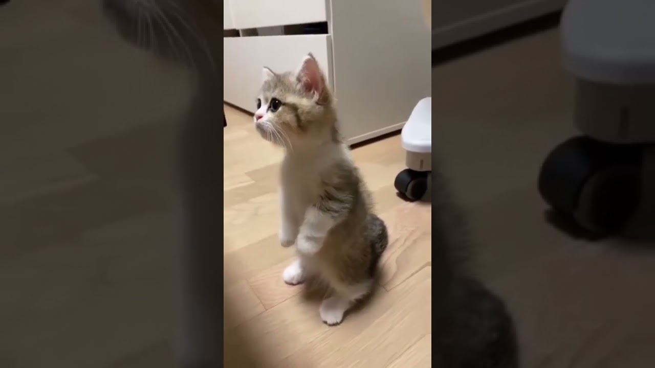 Самый милый котик Олли|2022|#shorts