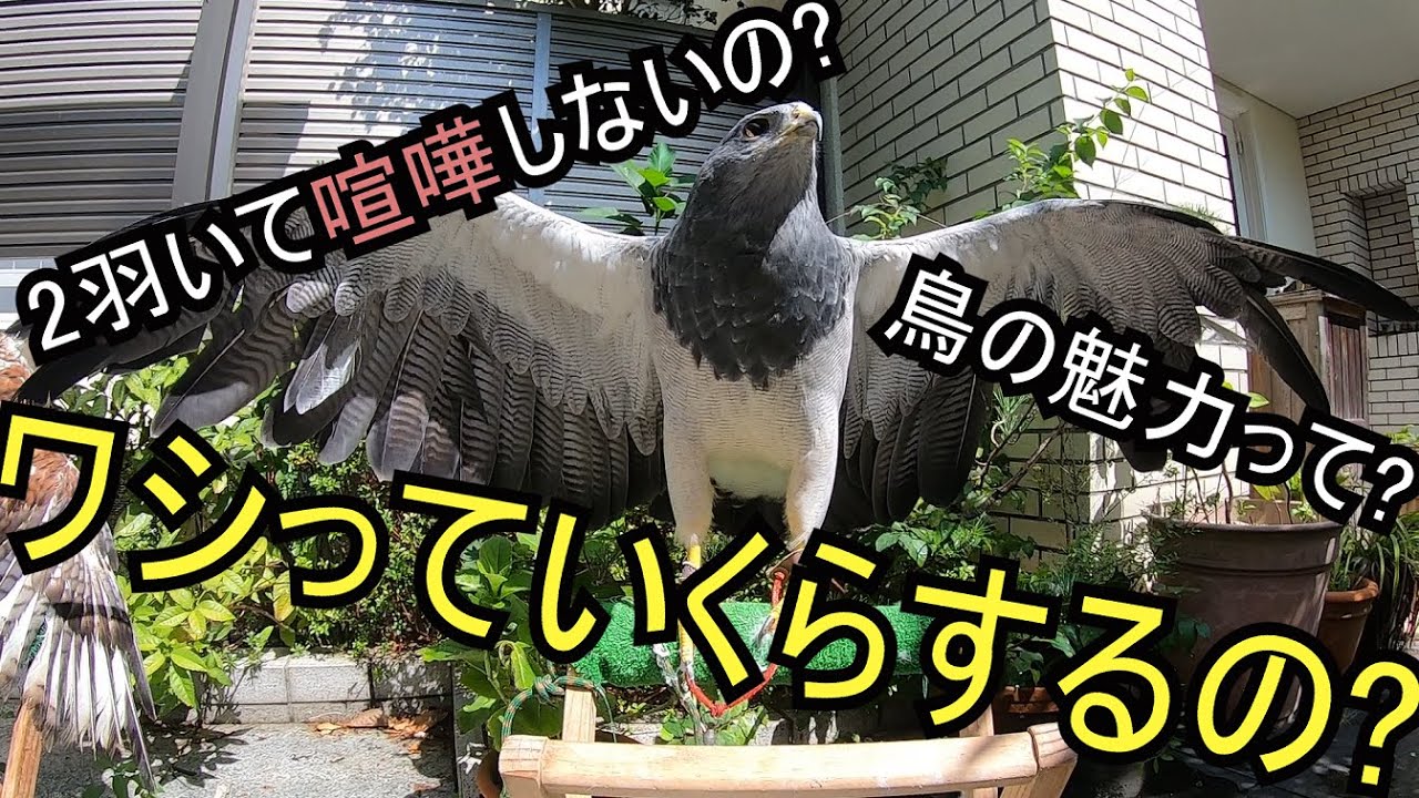 ワシの値段っていくら? 猛禽飼育者がいただいた質問に回答します。　#タカ #ワシ #ワシノスリ #猛禽 #猛禽類