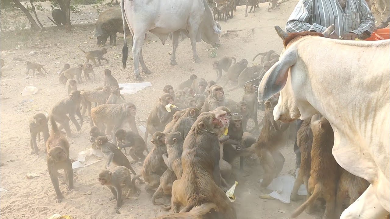 श्री गोवर्धन परिक्रमा के पास जो बंदर है वो मोबाइल नही छुड़ाते वे तो बस अपने आनंद में रहते हैGoverdhan