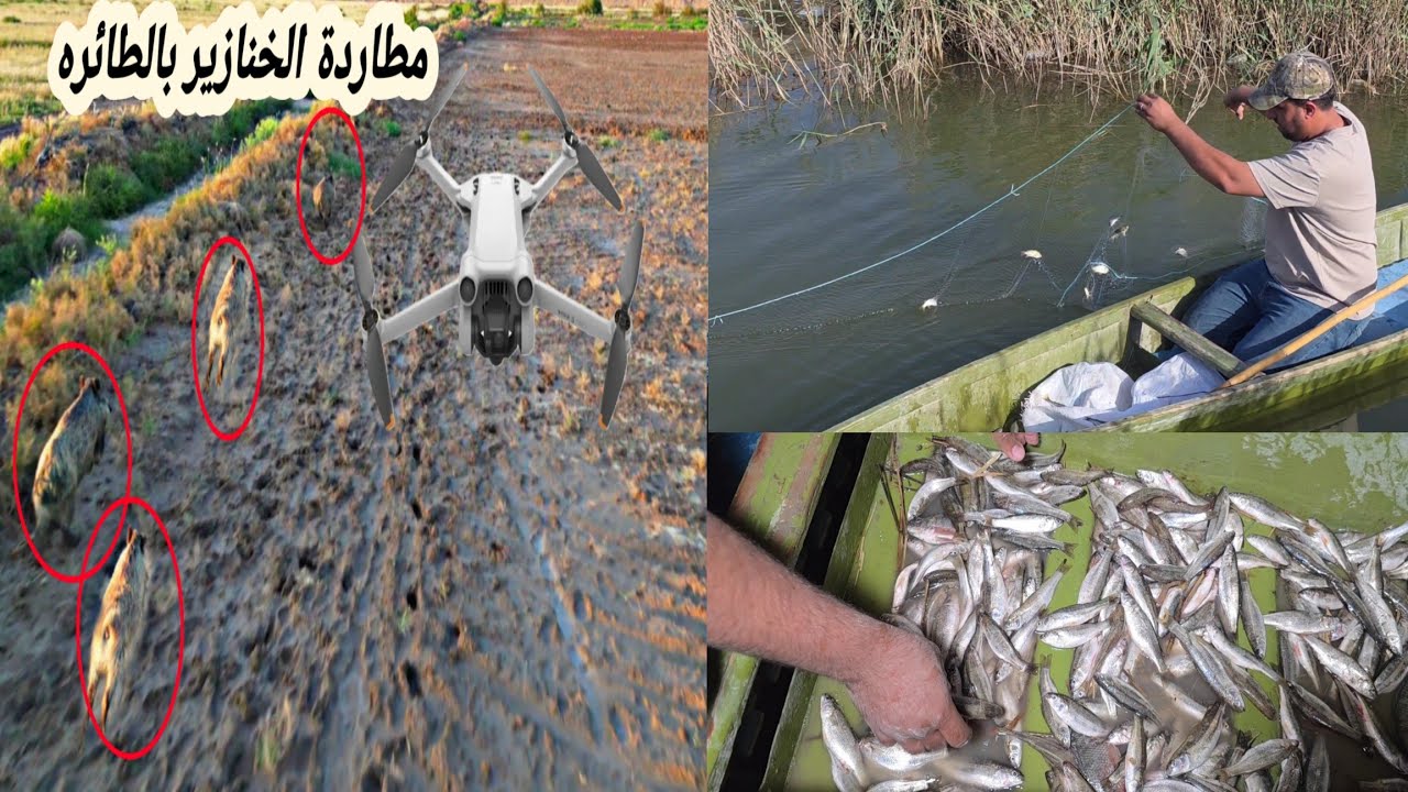 مطاردة قطيع خنازير بالطائره المسيره + صيد السمك