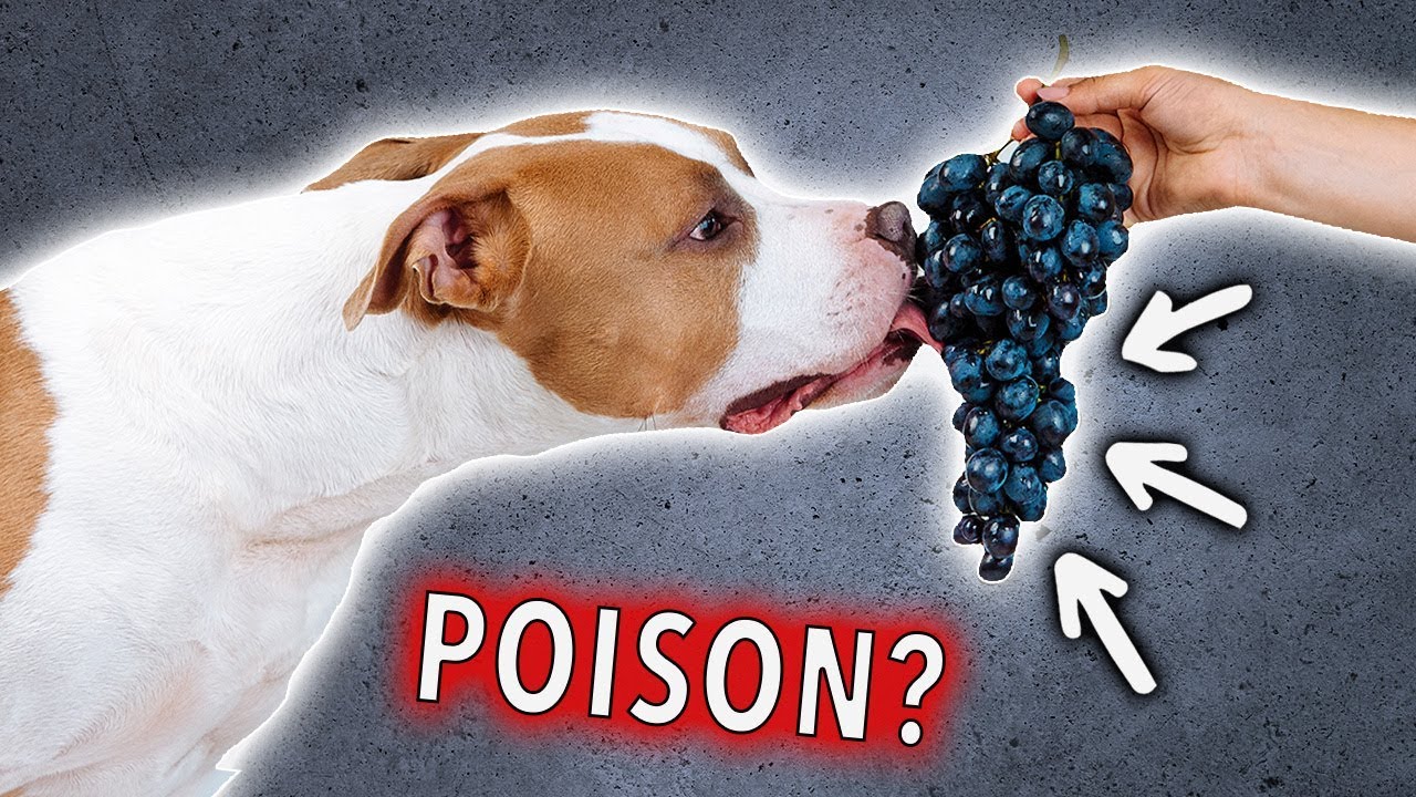 Can Dogs Eat Grapes? | Ultimate Pet Nutrition - Dog Health Tips