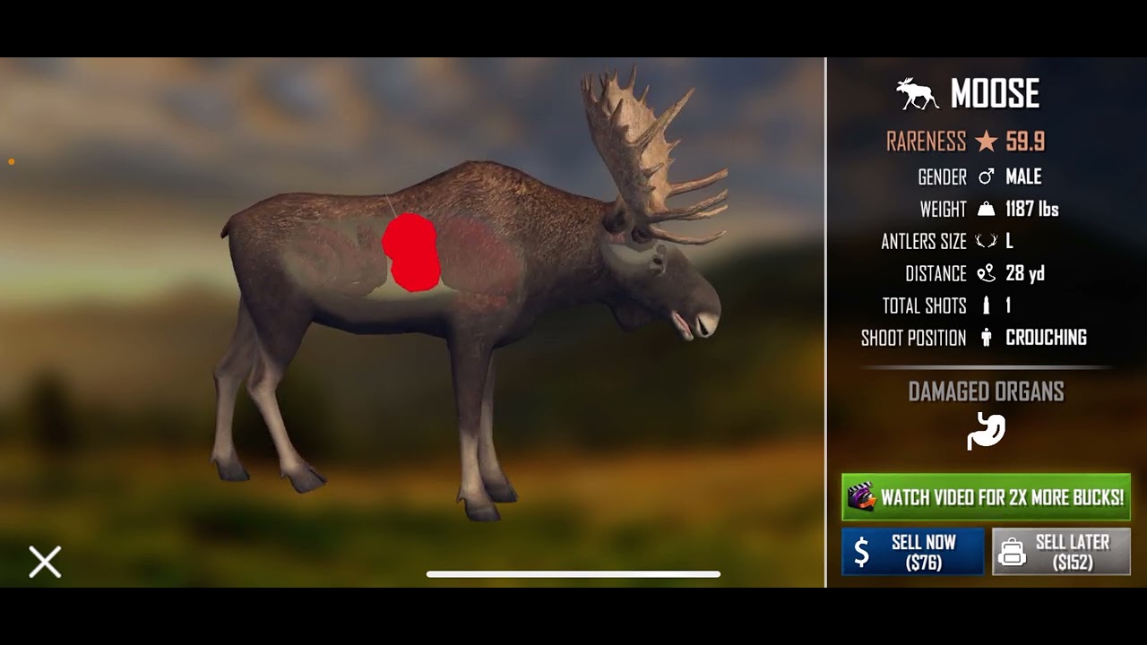 Hunting with the bow plus big elk (American marksman)