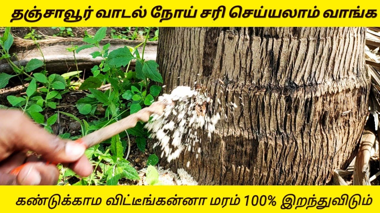 தஞ்சாவூர் வாடல் நோய் சரி செய்யலாம் வாங்க